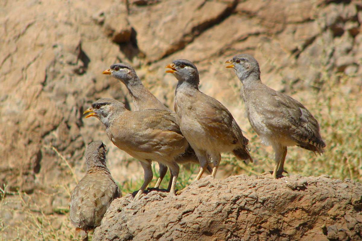 Turan-National-Park-Semnan-wild quails